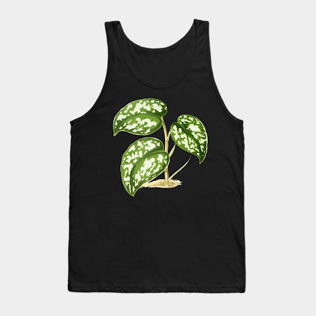 Scindapsus pictus - Rothschild - Botanical Illustration Tank Top by chimakingthings